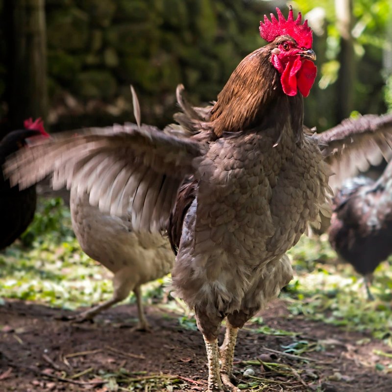 Descubre el Misterio de Chicken Road Casino en España Online in Spain